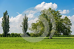 Green Meadow and a Large Oak Tree in Padan Plain - Lombardy Italy