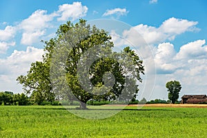 Green Meadow and a Large Tree in Padan Plain or Po valley - Lombardy Italy