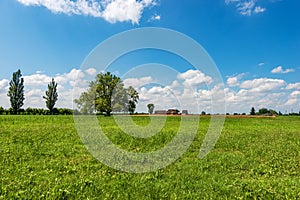 Green Meadow and a Large Tree in Padan Plain or Po valley - Lombardy Italy