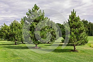 Green meadow with a lawn and evergreen pine trees.