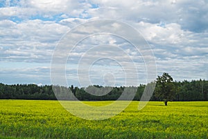 Green meadow with lonely tree and yellow plants