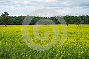 Green meadow with lonely trees and yellow plants