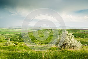 Green Meadow and Lonly Bush