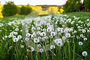 Green meadow with many fluffy dandelion head.