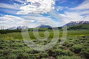 Green meadow and marsh landscape, Yellowstone National Park, Wyoming