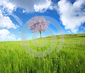 Green meadow in mountain.