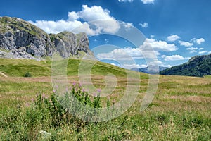 Green Meadow In Mountains Of Montenegro photo