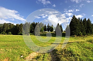 Green meadow near forest under blue sky.Majestic panorama of pine trees above a green pasture under blue sunny sky.mountain summer