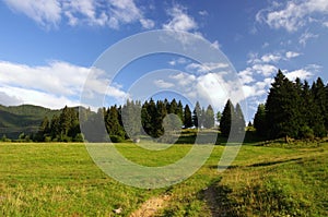 Green meadow near forest under blue sky.Majestic panorama of pine trees above a green pasture under blue sunny sky.mountain summer