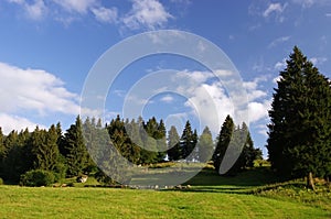 Green meadow near forest under blue sky.Majestic panorama of pine trees above a green pasture under blue sunny sky.mountain summer