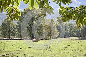 green meadow with oak trees and lying cows resting.