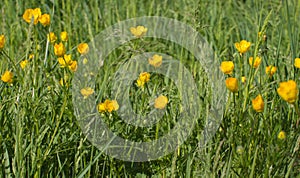 Green meadow or organic park with buttercup flowers for biodiversity