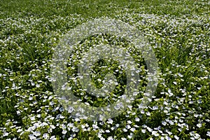 Green meadow with pale blue flowers