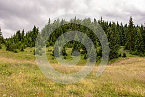 Green Meadow and Pine Trees Forest Landscape. Tara National Park.