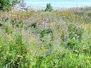 Green meadow with pink and yellow flowers,  Suomenlinna, Helsinki