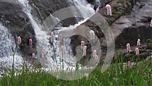 Green meadow with purple flowers on background of waterfall