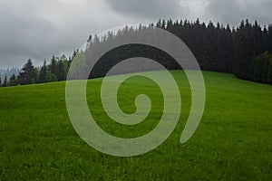 A green meadow quite flat in the middle of the forest