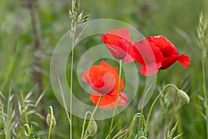 Green meadow with red poppy flowers in spring show the fragility of herbs and nature in gardening and flowers in full blow