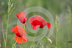 Green meadow with red poppy flowers in spring show the fragility of herbs and nature in gardening and flowers in full blow