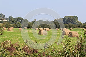 A green meadow with round hay bales in the french countryside