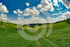 Green meadow with rows of young trees.