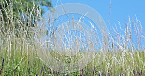 Green meadow rustling tall grass and wild flowers