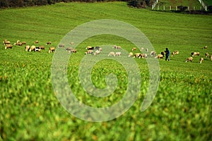 Green meadow and Sheep Grazing