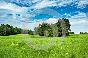 Green meadow and shrubbery, horizon and sky