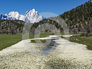 Green meadow and snow capped mountains