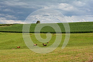 A  green meadow with some cows in front of a corn field