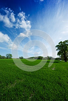 A green meadow and a sunny, blue sky