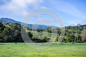 Green meadow on a sunny morning