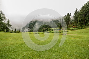Green Meadow Surrounded by Deodar Tree in Himalayas, Sainj Valley, Shahgarh, Himachal Pradesh, India