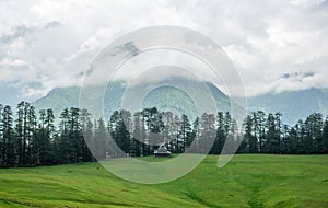 Green Meadow Surrounded by Deodar Tree in Himalayas, Sainj Valley, Shahgarh, Himachal Pradesh, India