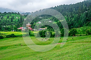 Green Meadow Surrounded by Deodar Tree in Himalayas, Sainj Valley, Shahgarh, Himachal Pradesh, India