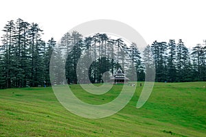 Green Meadow Surrounded by Deodar Tree in Himalayas, Sainj Valley, Shahgarh, Himachal Pradesh, India