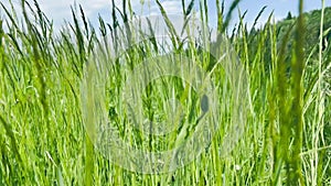 Green meadow with tall grass in middle of forest.