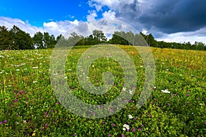 Green meadow, trees, landscape Russian.