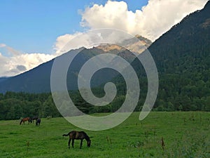 Green meadow, trees, mountains on the horizon. In a clearing grazing horses.