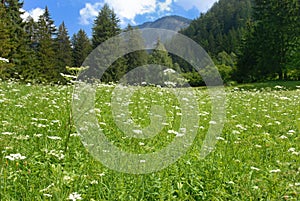 Green meadow in Valgardena