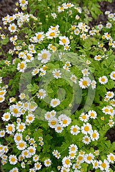 meadow with white daisy flowers on a summer day