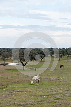 Green meadow with a white horse