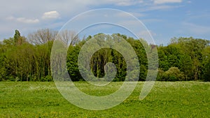 Meadow with spring flozers and forest in Bourgoyen nature reserve, Ghent photo