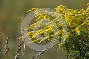 Green meadow width goldenrod plants. The rays of the sun brighten the meadow.