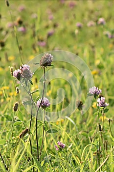 Green meadow width plants. The rays of the sun brighten the meadow.