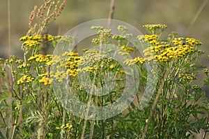 Green meadow width tansy plants. The rays of the sun brighten the meadow.