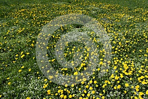 Green meadow. Yellow dandelions on the field.