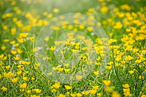 Green meadow with yellow wildflowers in the sunlight. Summer or spring background with copy space. Yellow flowers of buttercup