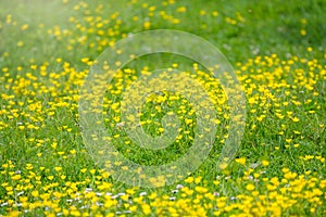 Green meadow with yellow wildflowers in the sunlight. Summer or spring background with copy space. Yellow flowers of buttercup