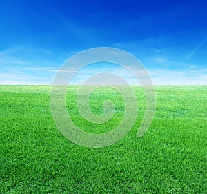 Green meadows with blue sky